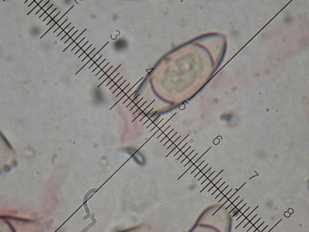 Sar� facile ....  ???   Quizzzz